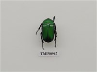 藏品(金金蚤)的圖片